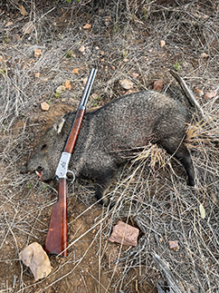 Close up of javelina taken with original 1892 Winchester in 44-40, made in 1897, as a saddle-ring carbine and re-barreled by Winchester in the 1920s. Note the white band, or collar, on the javelina to the right of the rifle. Hence the official name “collared peccary.”